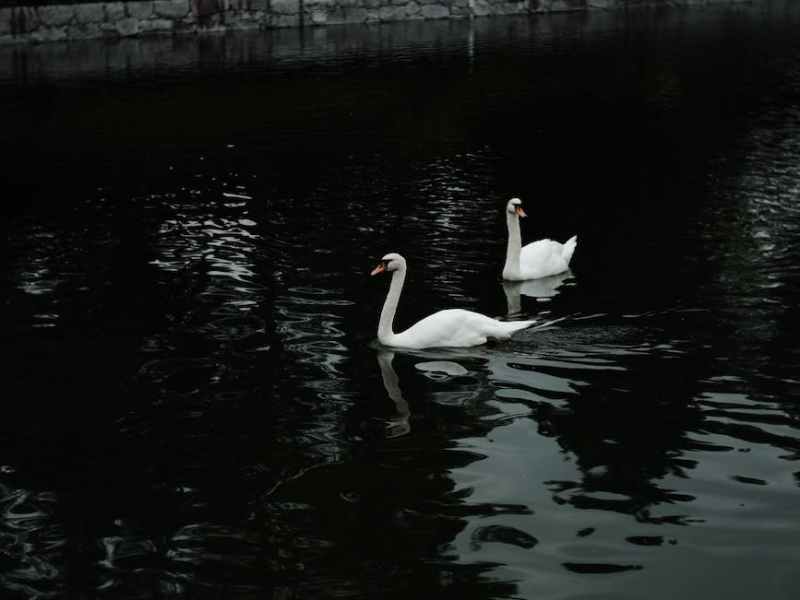The Legend(s) of the Swans of Bruges